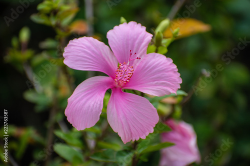Beautiful Hibiscu flower