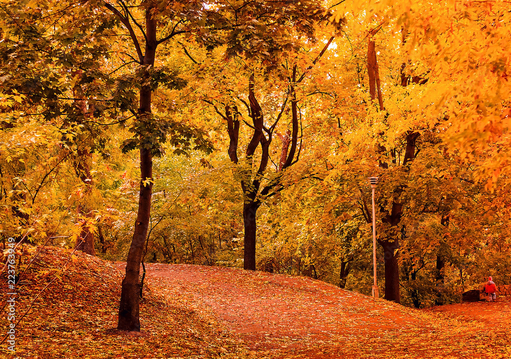 Autumn landscape in the city park, beautiful orange Leaves, natural light, horizontal composition