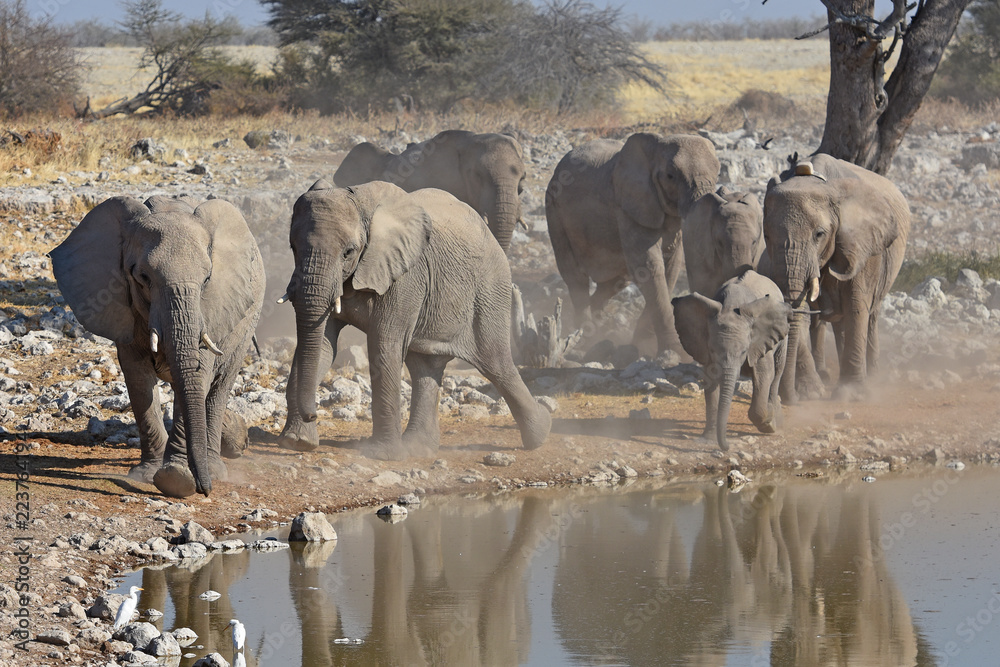 Obraz premium Elefantenherde (loxodonta africana) am Wasserloch Okaukuejo im Etosha Nationalpark in Namibia