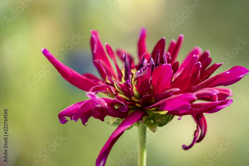 Fototapeta Naklejka Na Ścianę i Meble -  Look at the not quite perfect red blossom of a dahlia.