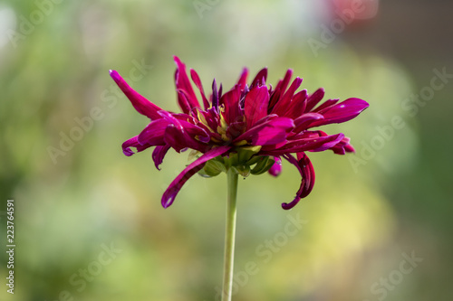 Fototapeta Naklejka Na Ścianę i Meble -  Look at the not quite perfect red blossom of a dahlia.
