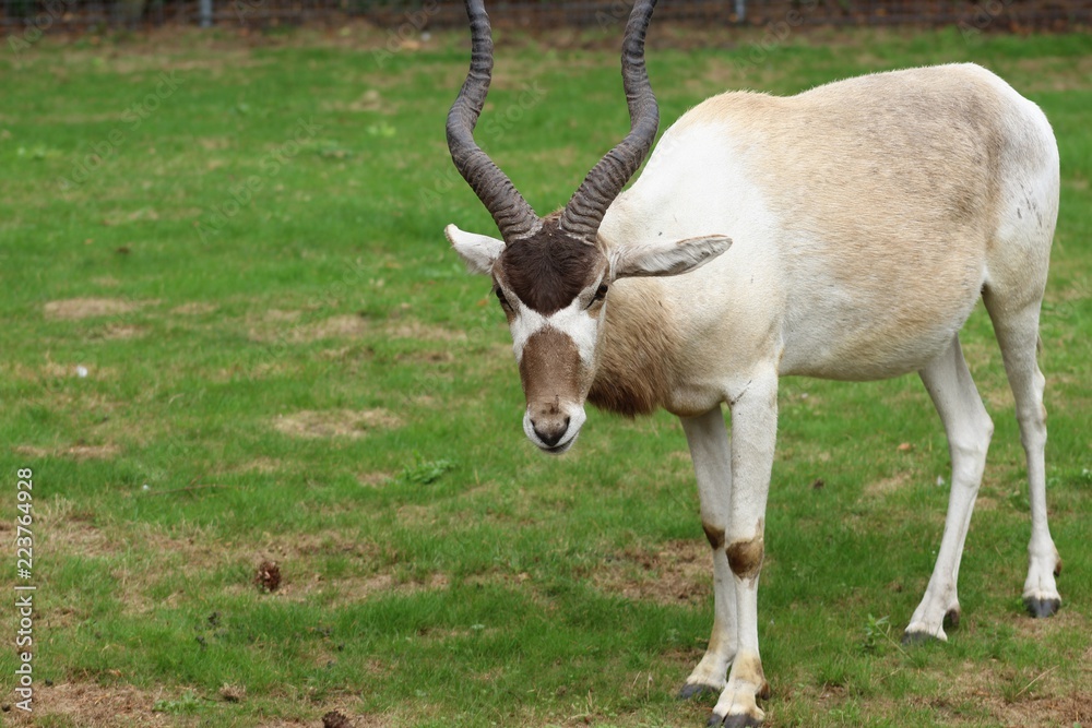 Mendesantilope (Addax nasomaculatus) steht auf einer Wiese und blickt neugierig in die Kamera Mendesantilope (Addax nasomaculatus) steht auf einer Wiese und blickt neugierig in die Kamera