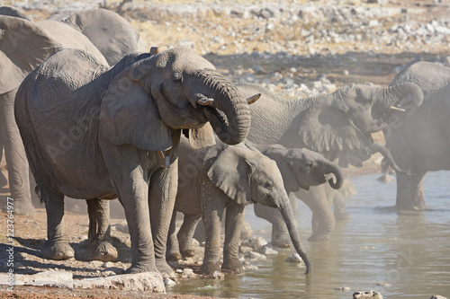 Afrikanische Elefanten (loxodonta africana) am Wasserloch Okaukuejo im Etosha Nationalpark in Namibia