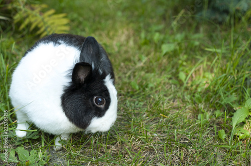 biało czarny królik na trawie