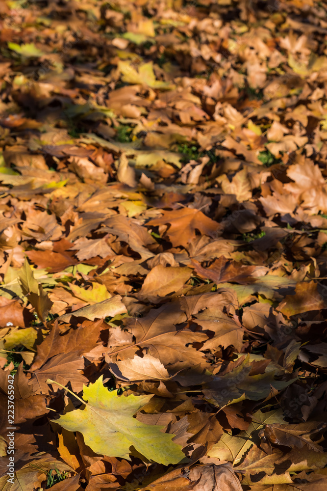 Hojas caídas en Otoño, Ourense. Galicia. España.