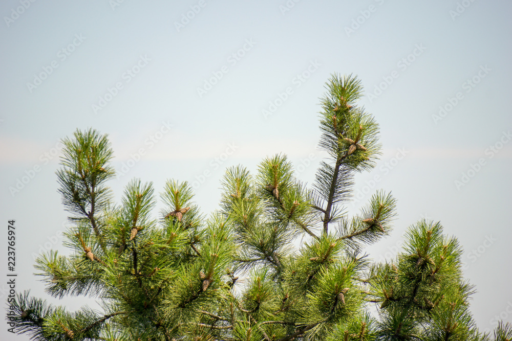 Pine tree on a sky background Pine tree on a sky background