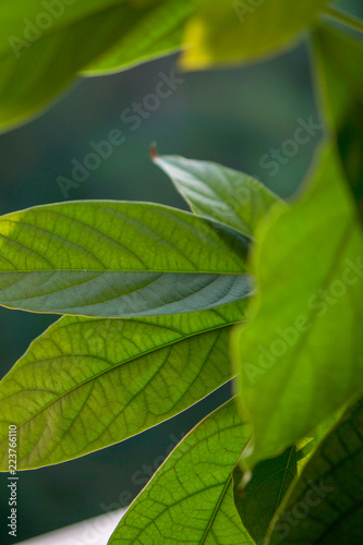 Green avocado leaves