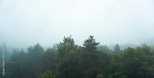 Morning fog covering some pine trees
