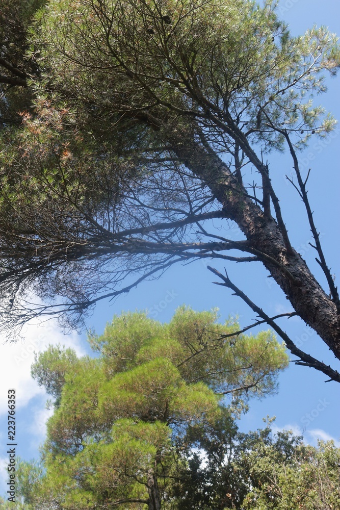 Forest trees in the nature reserve and virgin forest Dundo on the peninsula Kalifront, Rab island, Croatia, South-east Europe. Forest trees in the nature reserve and virgin forest Dundo on the peninsula Kalifront, Rab island, Croatia, South-east Europe.