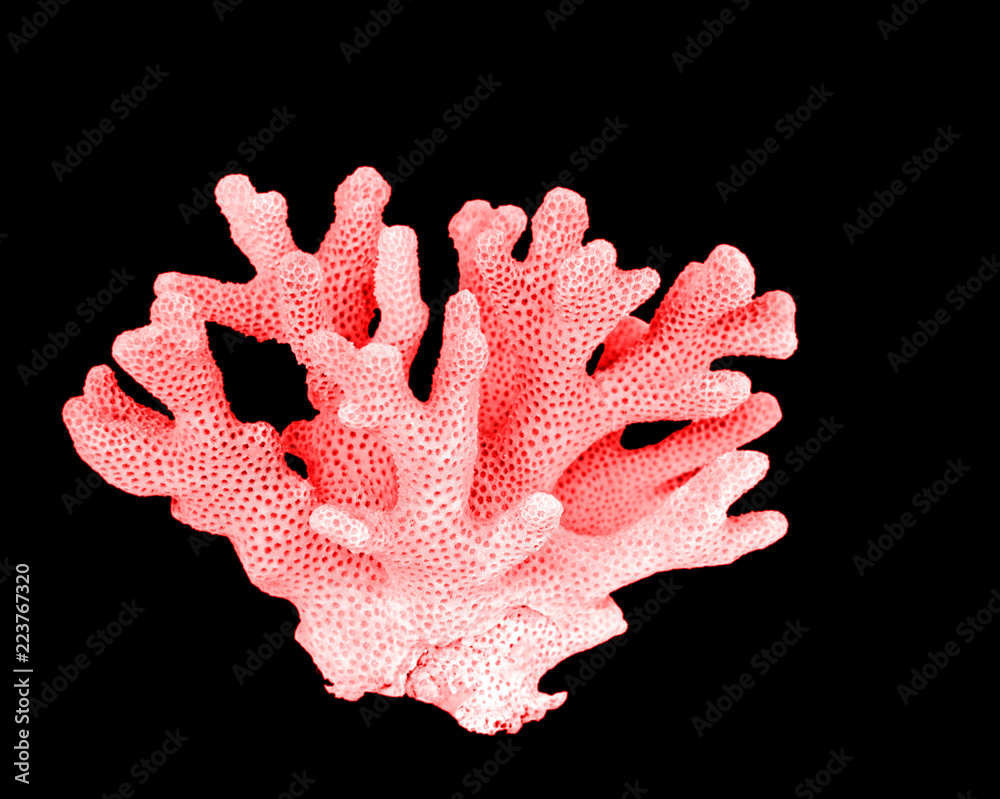 Fototapeta premium koral na białym tle na czarnym tle