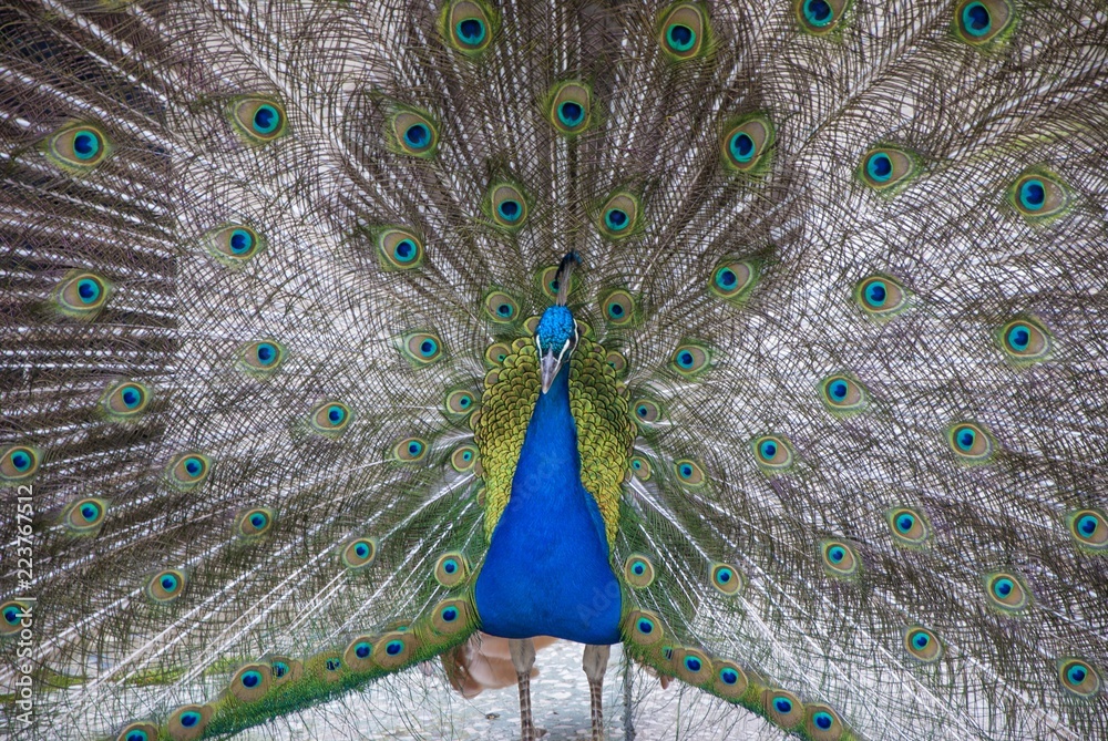 Naklejka premium peacock