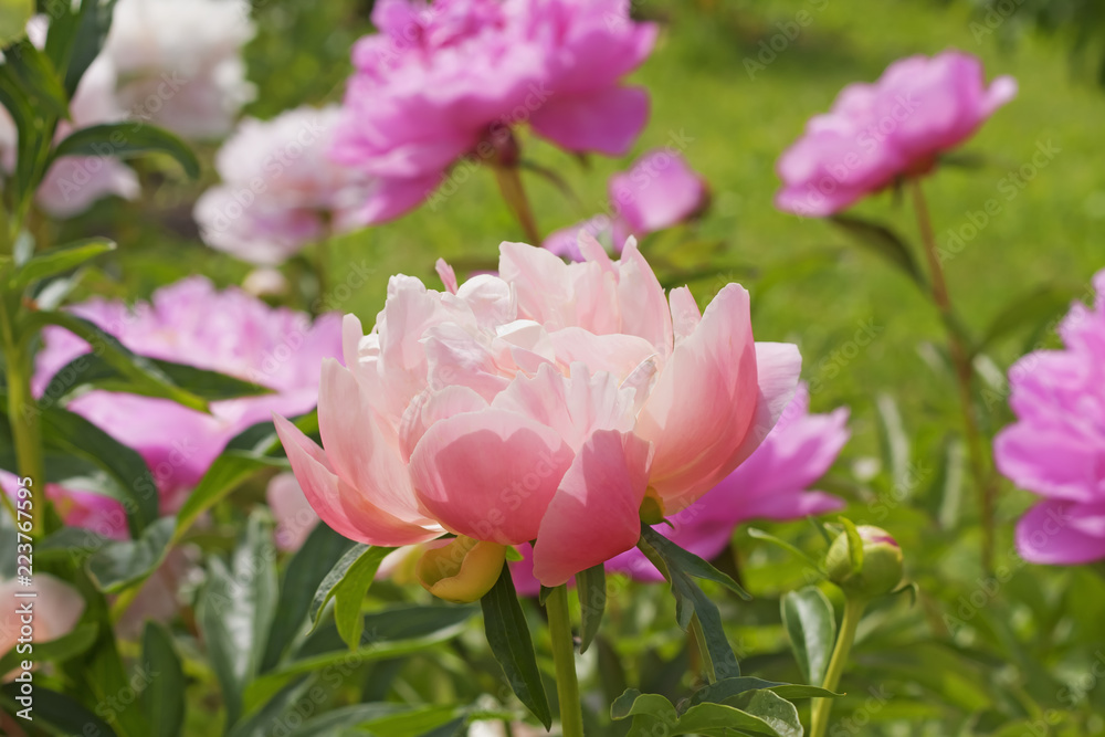 Coral peony on a background of pink peonies. Glowing coral peony in the garden. Coral peony on a background of pink peonies. Glowing coral peony in the garden.