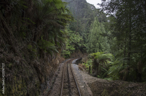 Forêt tropicale en Tasmanie, Australie