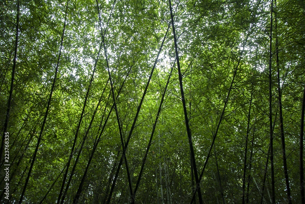 bamboo