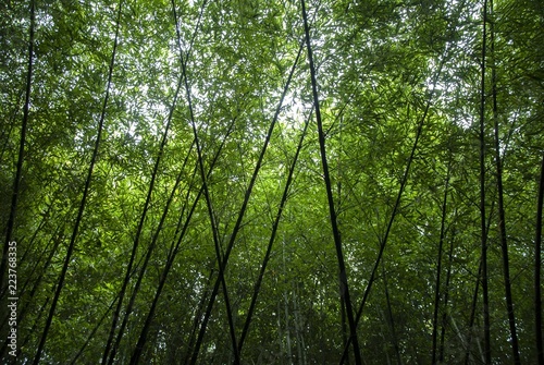 bamboo © way4day
