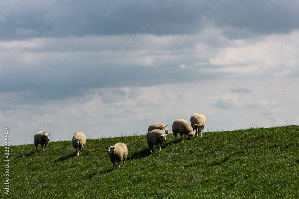 Fototapeta premium Seven sheep on a dike.