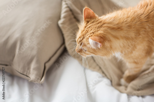 pets and hygge concept - red tabby cat at home in bed