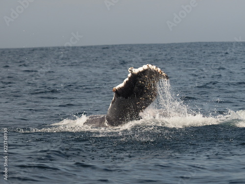 Flosse vom Humpback Whale
