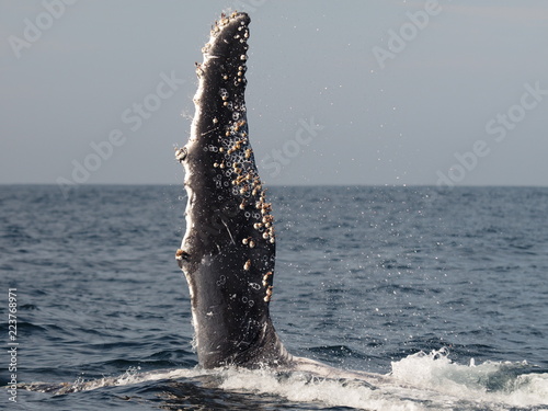 Flosse vom Humpback Whale