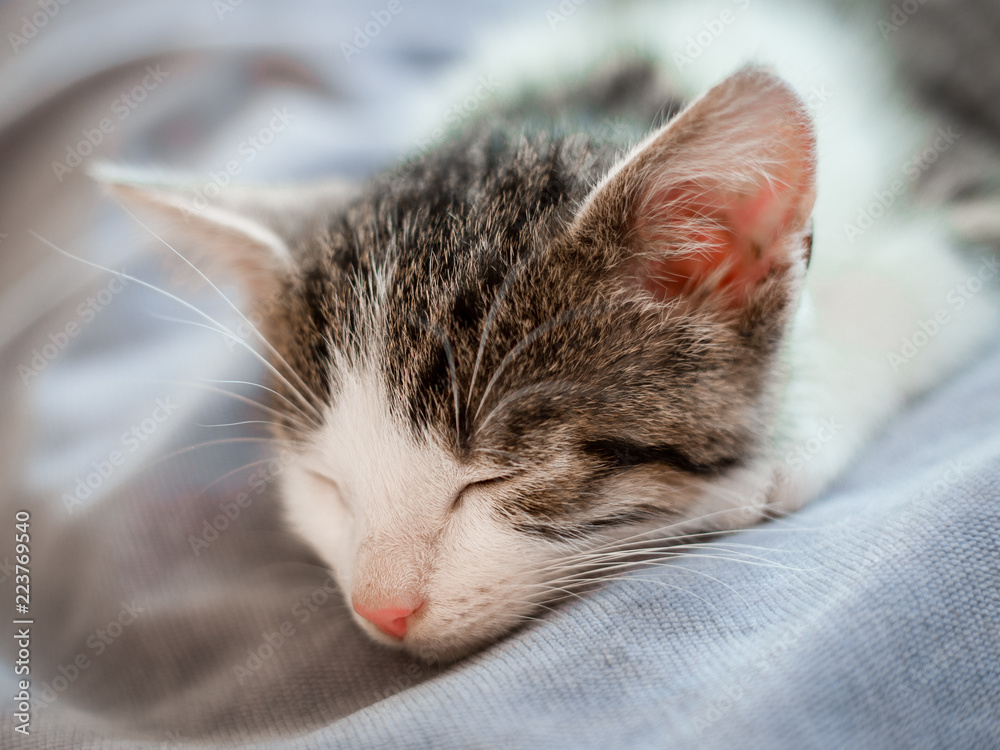 Cute little kitten with pink nose sleeps on the sofa Cute little kitten with pink nose sleeps on the sofa