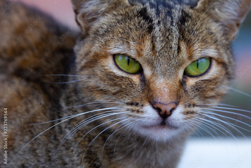 Sitting cat on the street