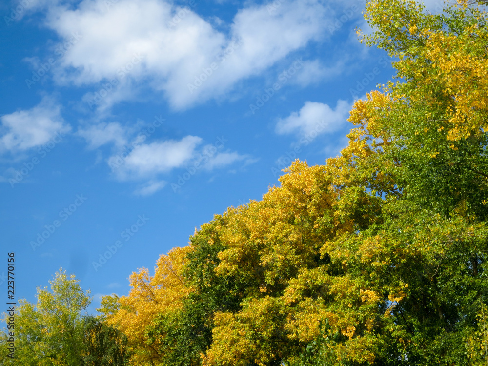 Trees with yellow foliage against blue sky.