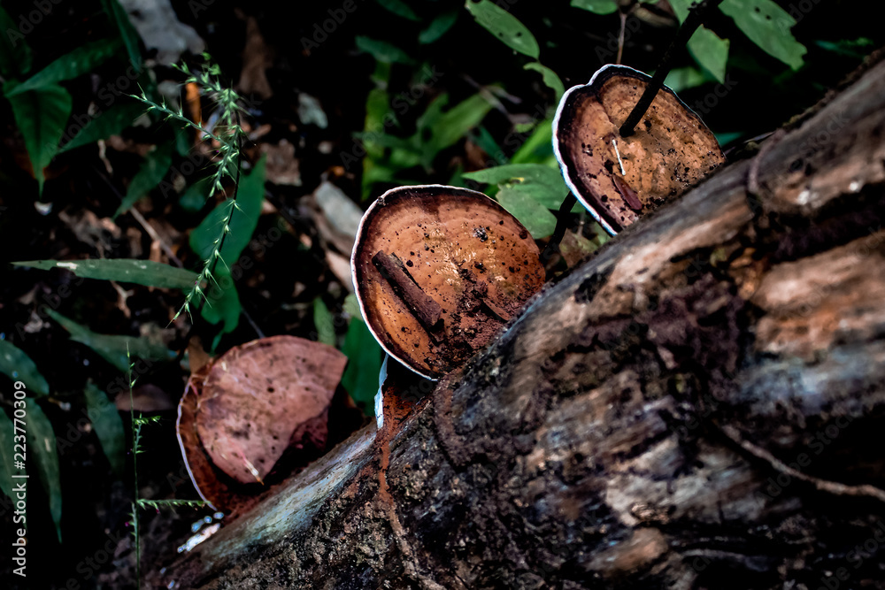 White fringed golden wood mushroom growing in the side of a tree at Phu Sing, Bueng Kan Thailand