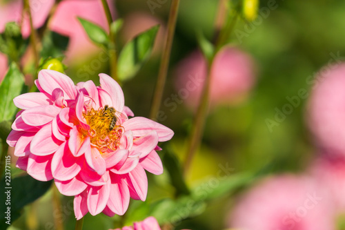 Fototapeta Naklejka Na Ścianę i Meble -  Pink Balldahlie (Asteraceae) blüht in der Morgensonne.
