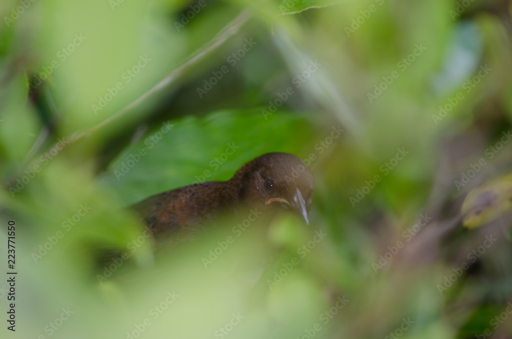 South Island saddleback (Philestumus carunculatus). Immature among the vegetation. Ulva Island. Rakiura National Park. New Zealand. South Island saddleback (Philestumus carunculatus). Immature among the vegetation. Ulva Island. Rakiura National Park. New Zealand.