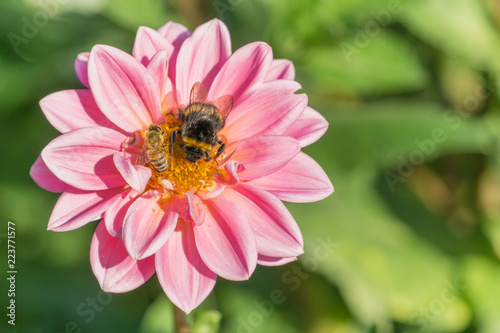 Fototapeta Naklejka Na Ścianę i Meble -  Pink Balldahlie (Asteraceae) blüht in der Sommersonne und wird von Hummel bestäubt.