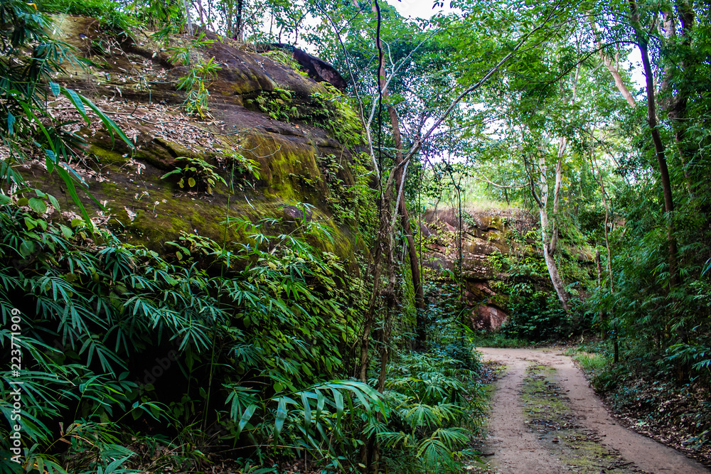 A moss covered rock surrounded by vegetation in the forest of Phu Sing National Park, Bueng Kan Thailand