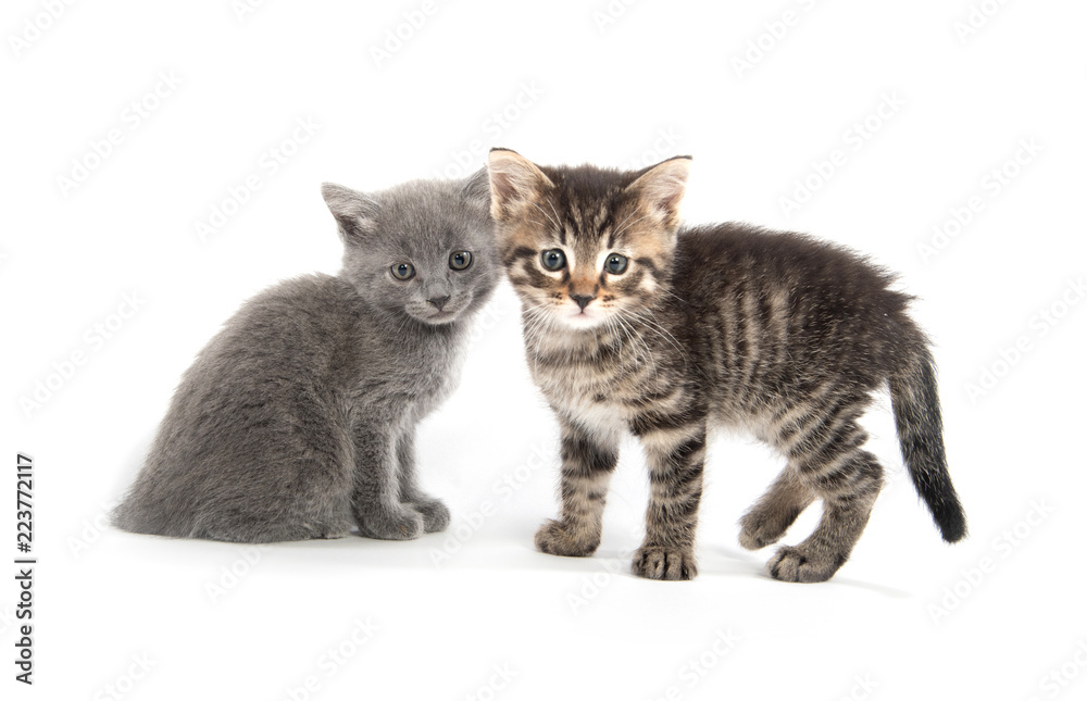 Tabby and gray kitten on white