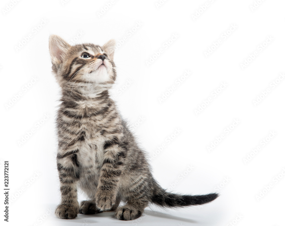 Cute tabby kitten on white background