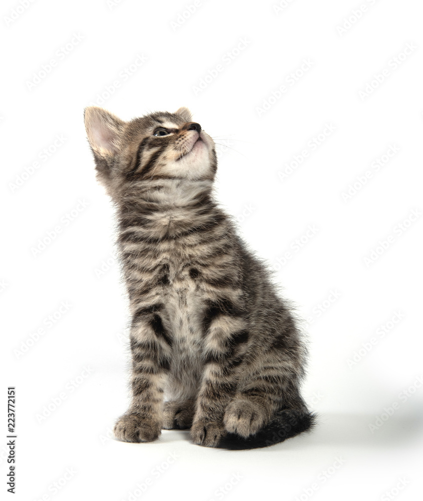Obraz premium Cute tabby kitten on white background