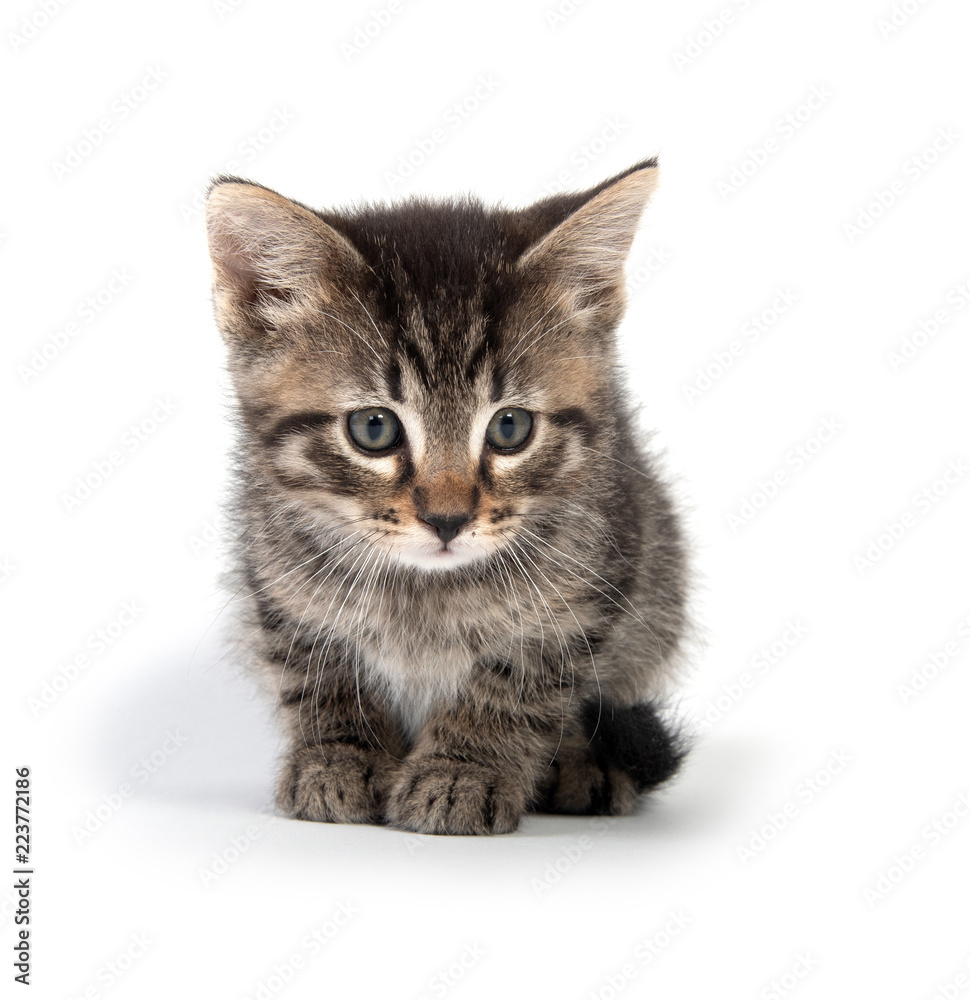 Obraz premium Cute tabby kitten on white
