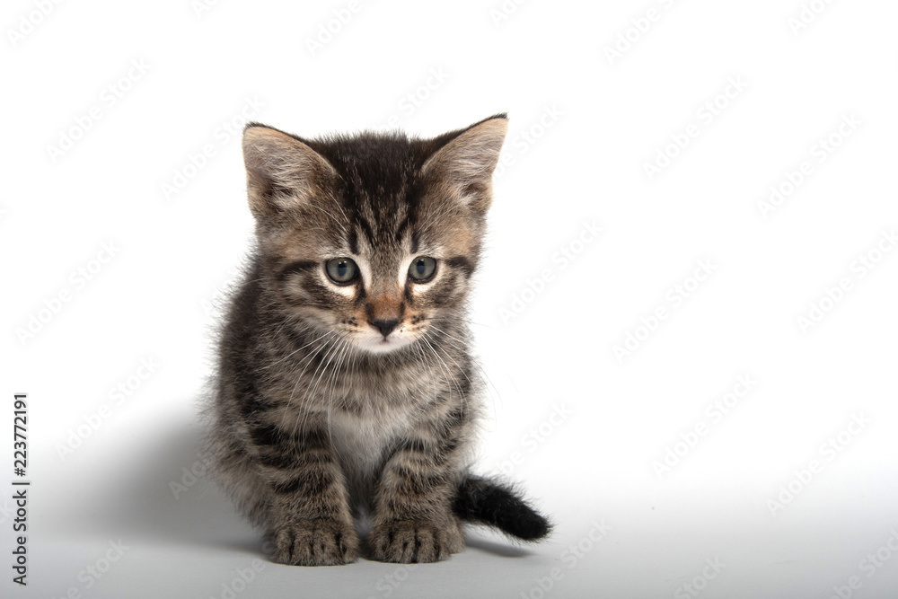Cute tabby kitten on white