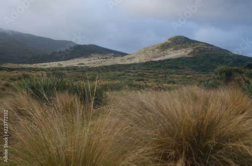 Landscape. Mason Bay. Rakiura National Park. Stewart Island. New Zealand. photo