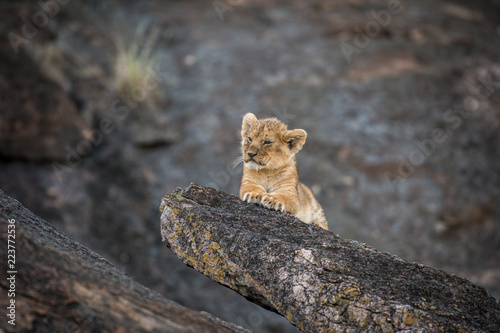 Fototapeta Naklejka Na Ścianę i Meble -  Lion cub on a rock