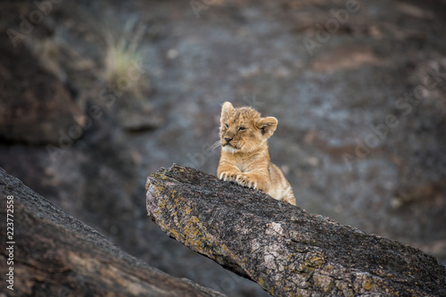 Fototapeta Naklejka Na Ścianę i Meble -  Lion cub on a rock