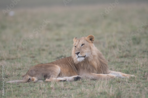 Fototapeta Naklejka Na Ścianę i Meble -  Male lion in Masai Mara Game Reserve