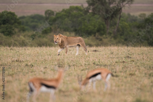 Fototapeta Naklejka Na Ścianę i Meble -  Lion walking throug savannah