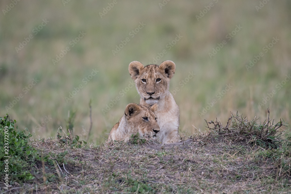 Two lion cube playing after feeding at a kill site in Masai Mara Game Reserve, Kenya Two lion cube playing after feeding at a kill site in Masai Mara Game Reserve, Kenya