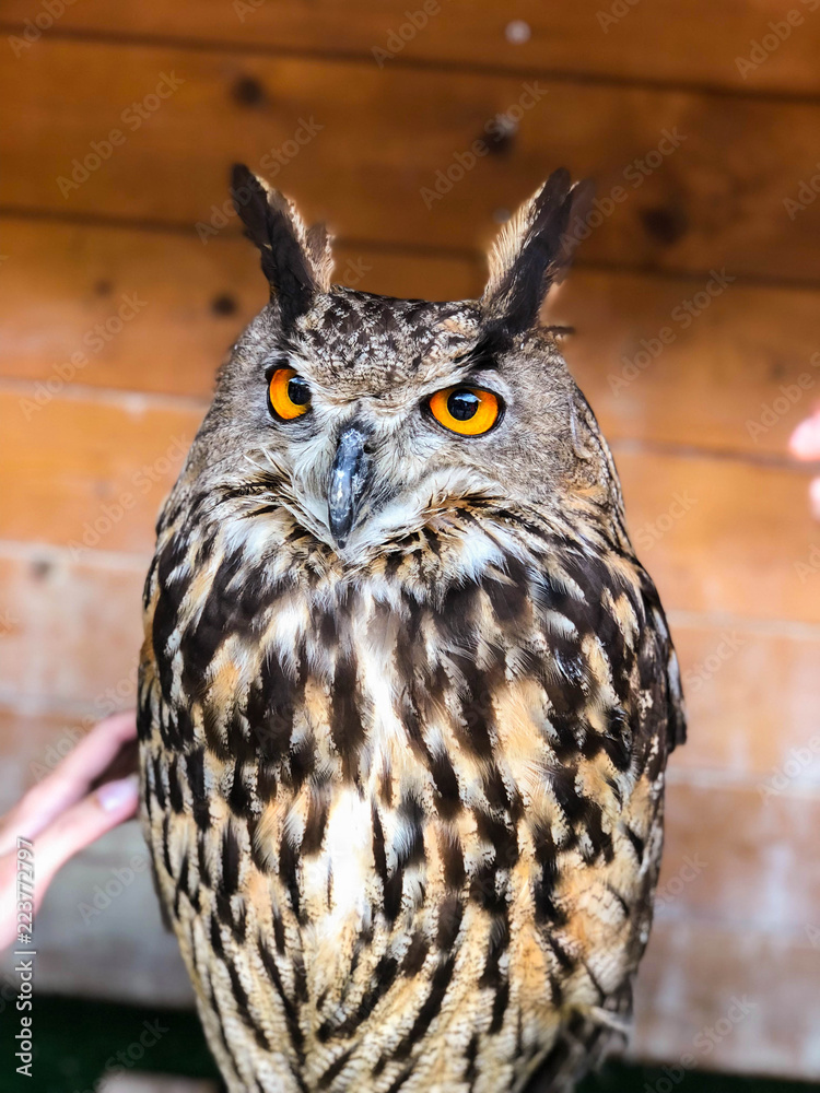 photo eagle owl in the reserve photo eagle owl in the reserve