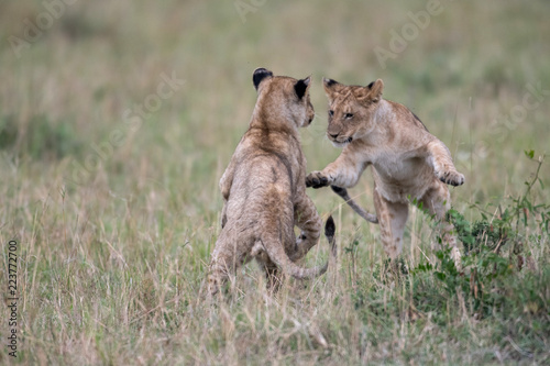 Fototapeta Naklejka Na Ścianę i Meble -  Two lion cube playing after feeding at a kill site in Masai Mara Game Reserve, Kenya