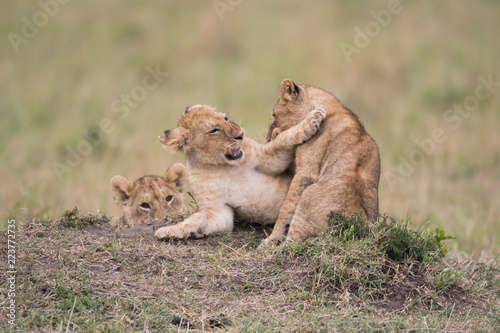 Fototapeta Naklejka Na Ścianę i Meble -  THree lion cubs playing