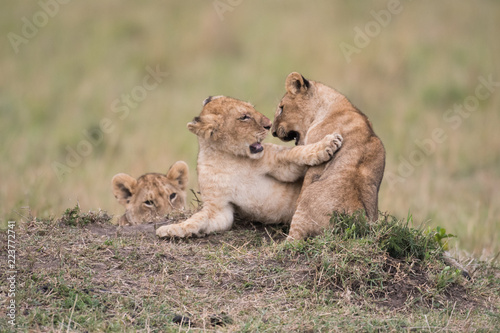 THree lion cubs playing