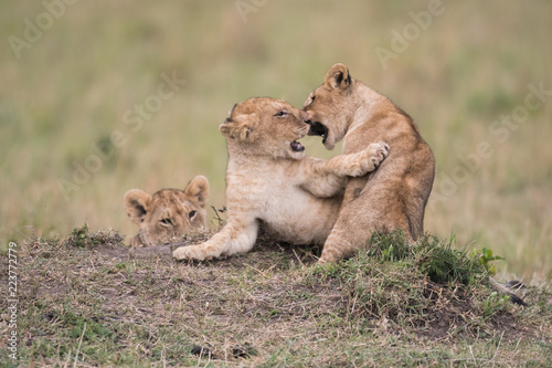 Fototapeta Naklejka Na Ścianę i Meble -  THree lion cubs playing