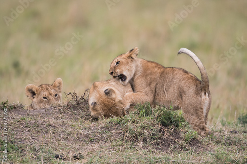 Fototapeta Naklejka Na Ścianę i Meble -  THree lion cubs playing