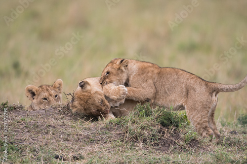 Fototapeta Naklejka Na Ścianę i Meble -  THree lion cubs playing