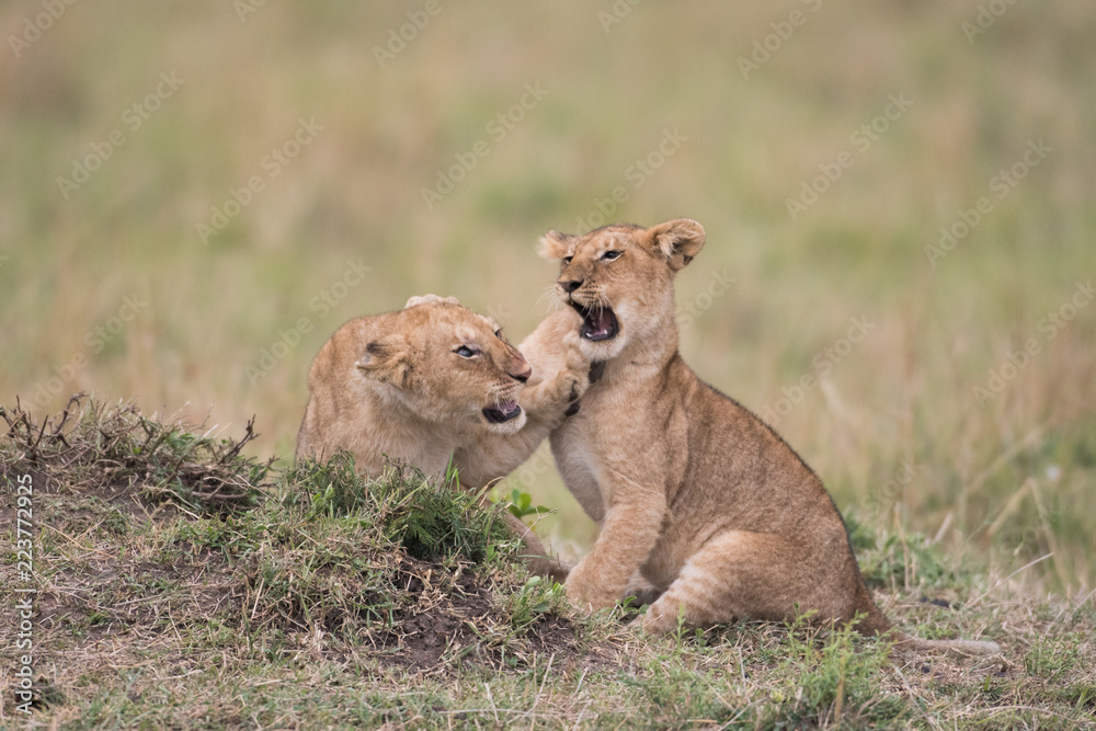 THree lion cubs playing THree lion cubs playing